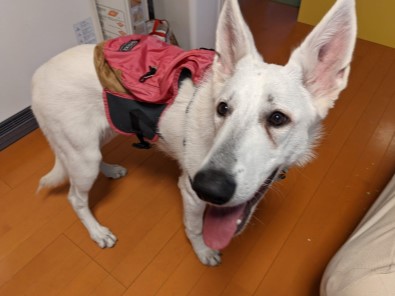 看板犬 若葉